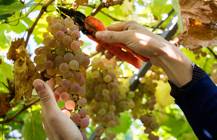 la vendemmia