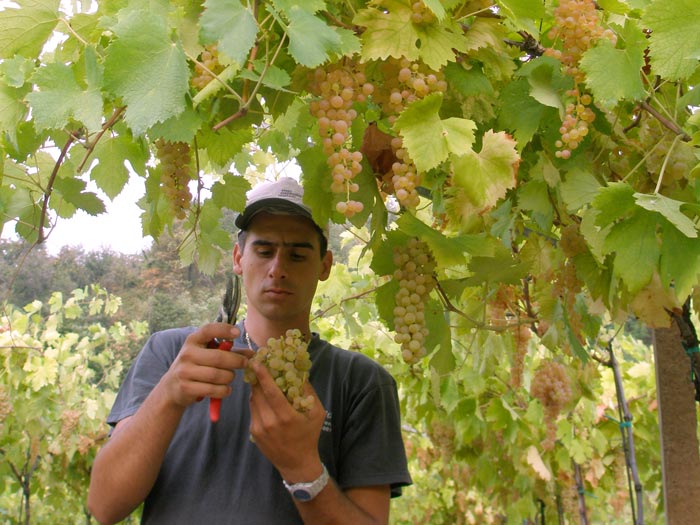 Andrea Cavaggioni, Tenuta Grimani